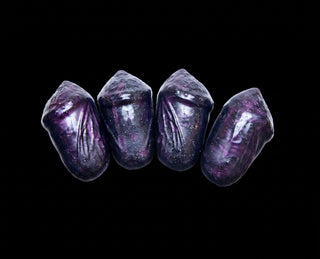 Caeda Style Kegel Eggs Clutch